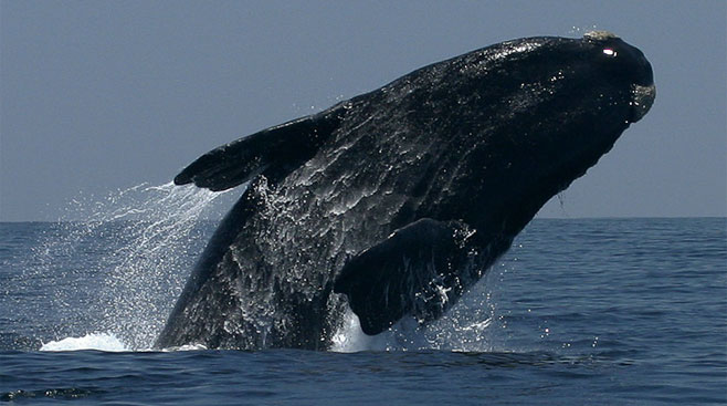 Southern right whale